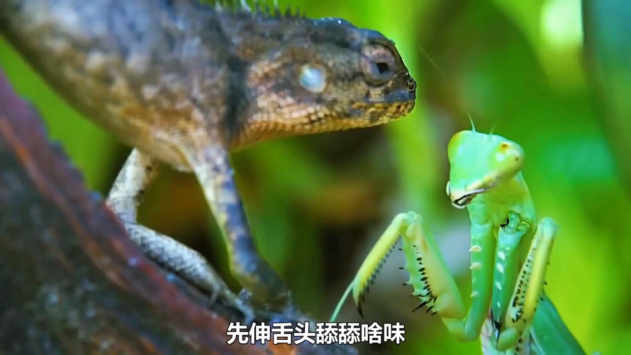 神奇大自然纪录片动物世界,神奇大自然纪录片南极