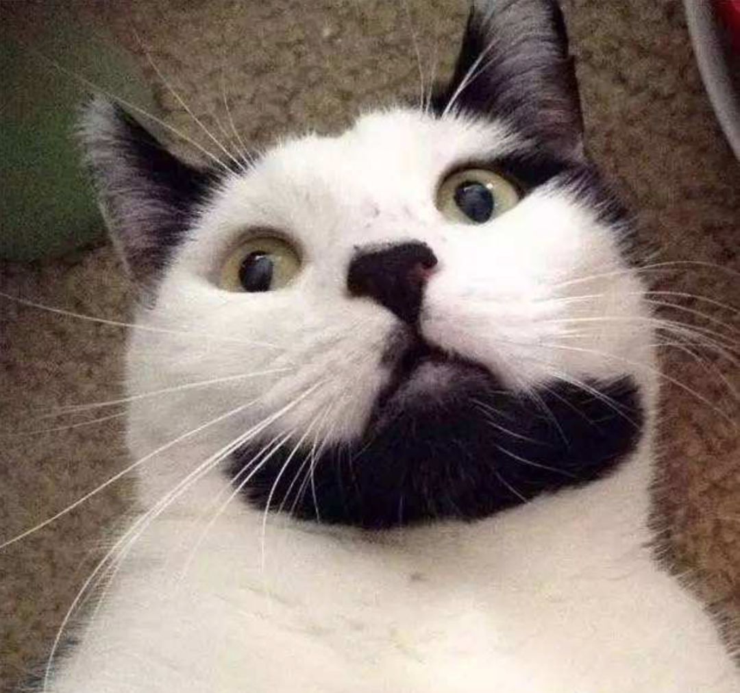 猫咪的胡子正常是怎样的,猫咪的胡须小知识