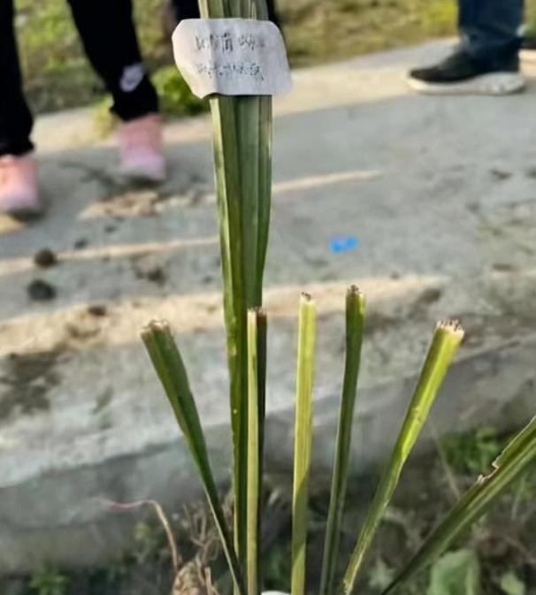 大学生不愿“薅草”，竟拿老师的草药撒气，无知而不自知真可怕