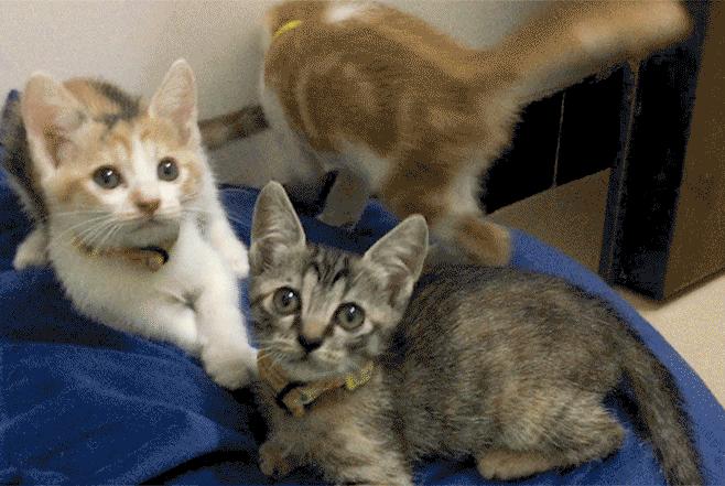 猫咪在家生宝宝后怎么照顾小猫,猫咪在家生小猫好不好