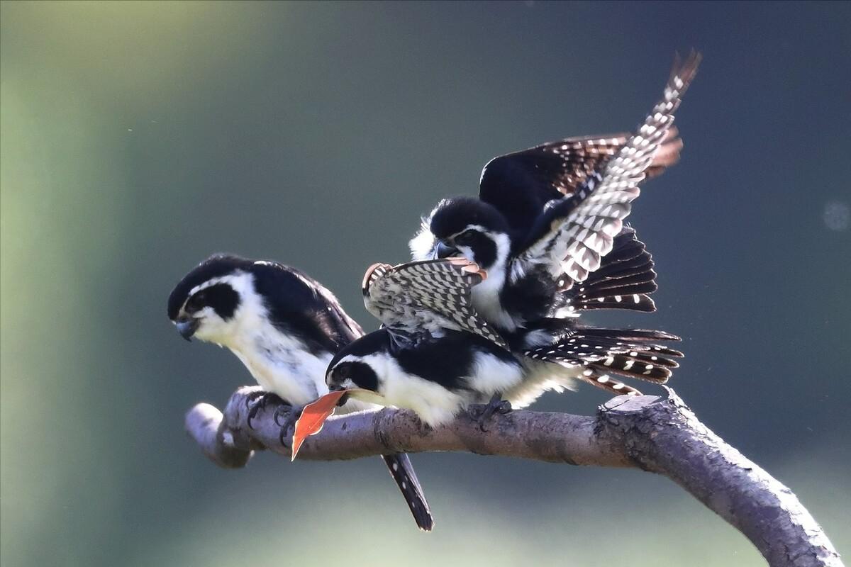 十大珍稀动物比大熊猫还稀有,比大熊猫还珍稀的十种动物