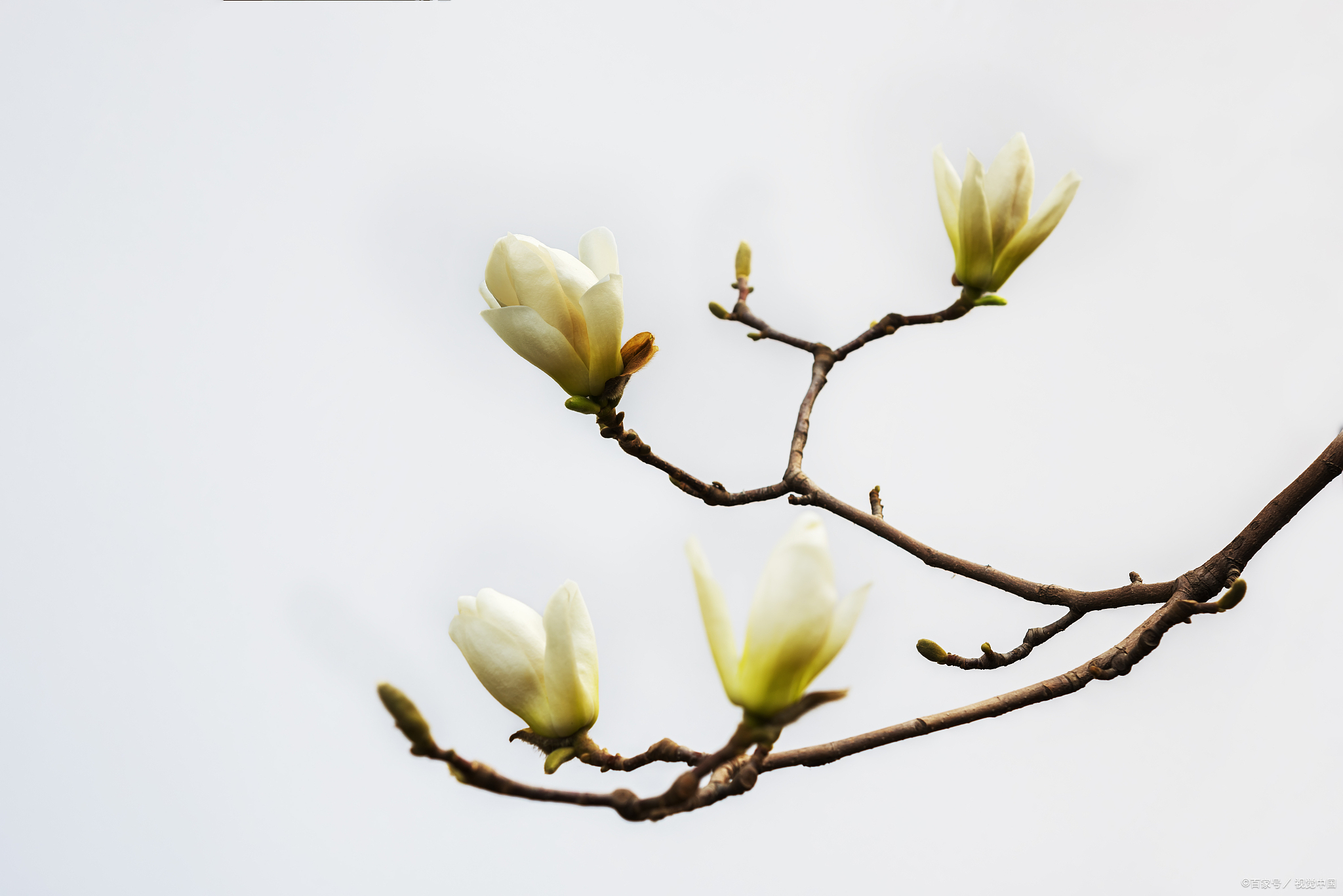 春天赏花,怎么发朋友圈才有格调,64首诗词来助力