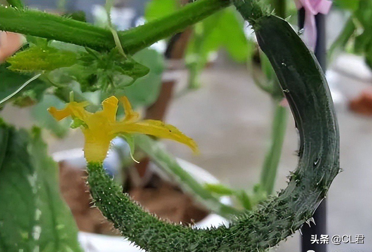 黄瓜出现弯瓜该怎么处理视频,黄瓜弯瓜解决方案