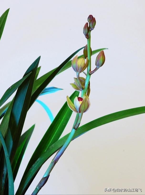 兰花三种生长方式,养兰大忌兰花出了花朵要注意什么