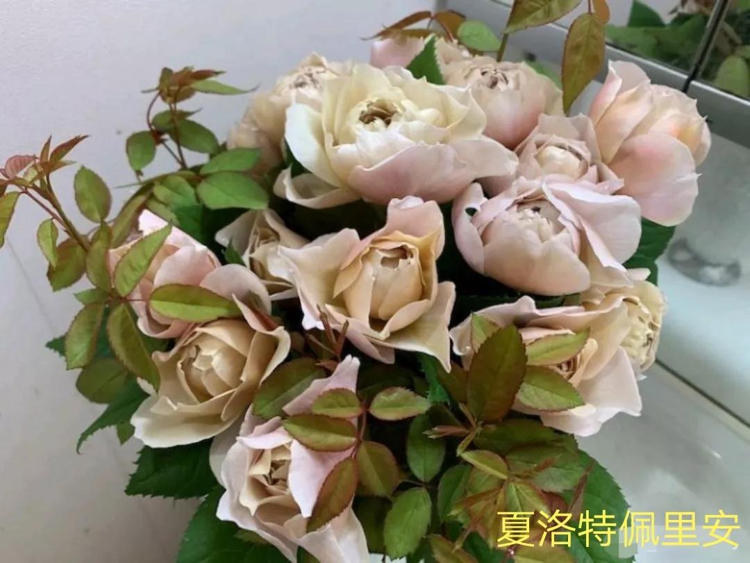 花店卖的切花月季品种,切花月季冬季修剪方法