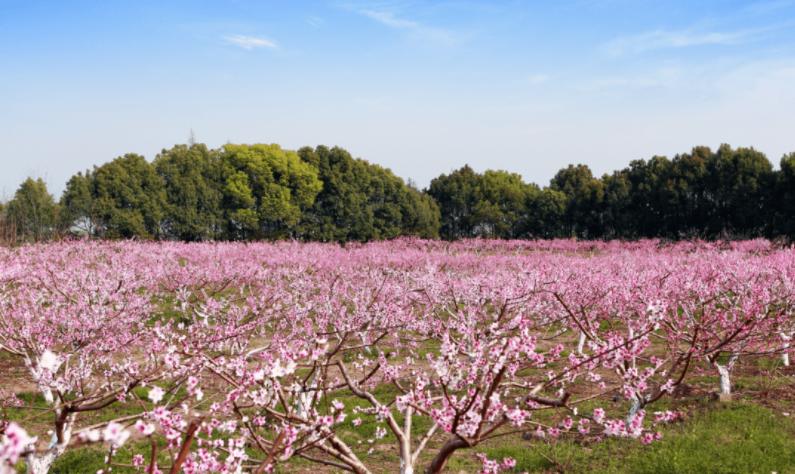 西安桃花观赏最佳地点,西安桃花潭公园桃花什么时候开