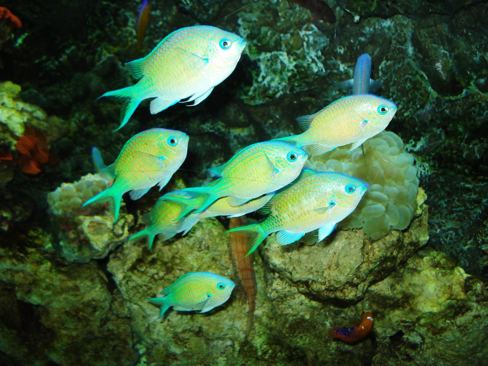 到底是大国好还是小国好,海底世界还是极地海洋世界