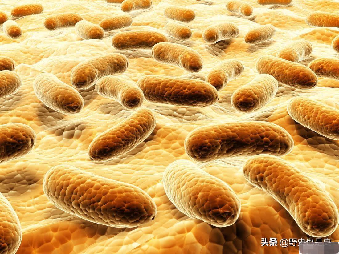 人死后开棺为什么看到嘴里出血,人死进棺材