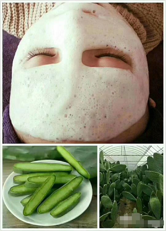 仙人掌长成火龙果球,仙人掌长出火龙果过程