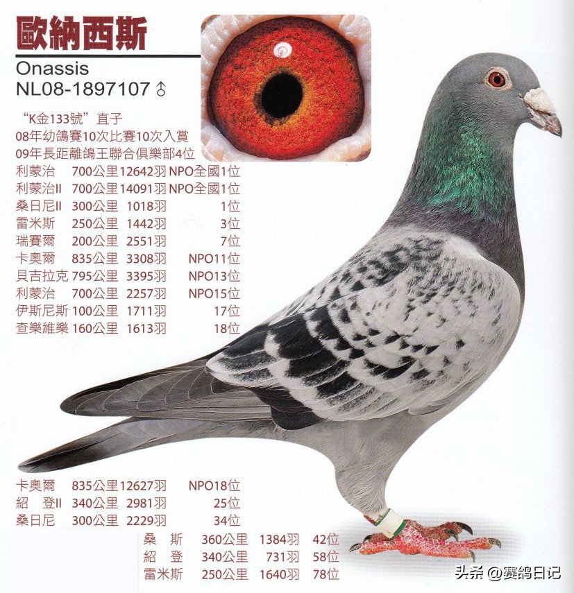 利蒙治全国双冠!!荷兰K金133家族