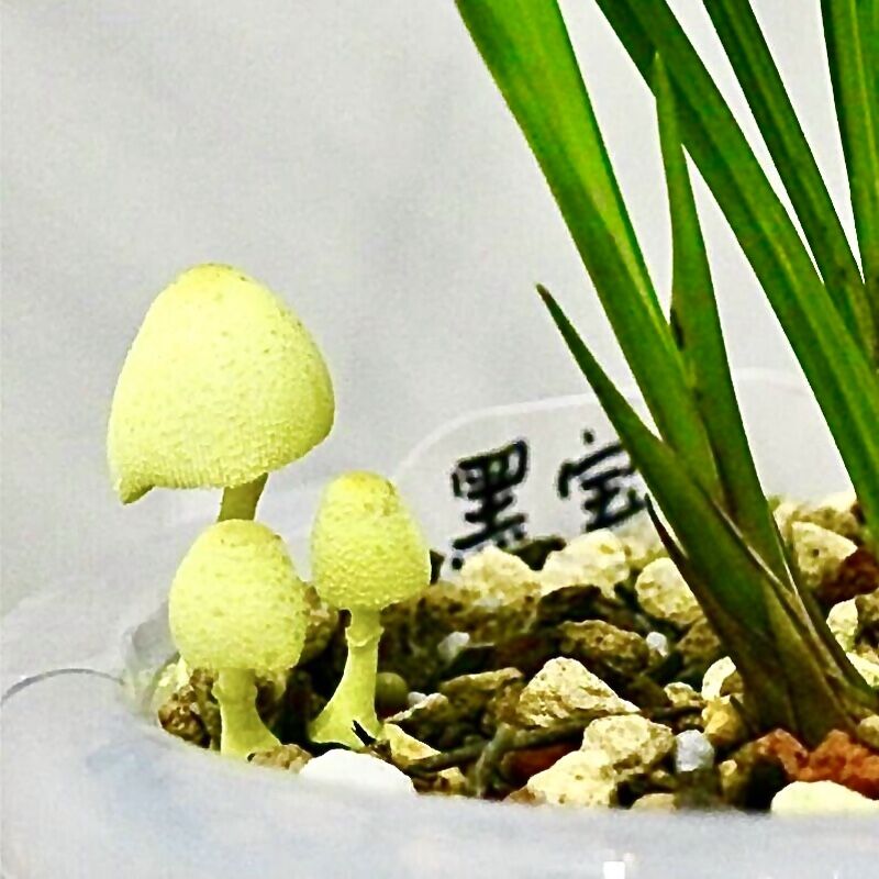 兰花盆长出蘑菇对兰花有影响吗,兰花盆内长蘑菇