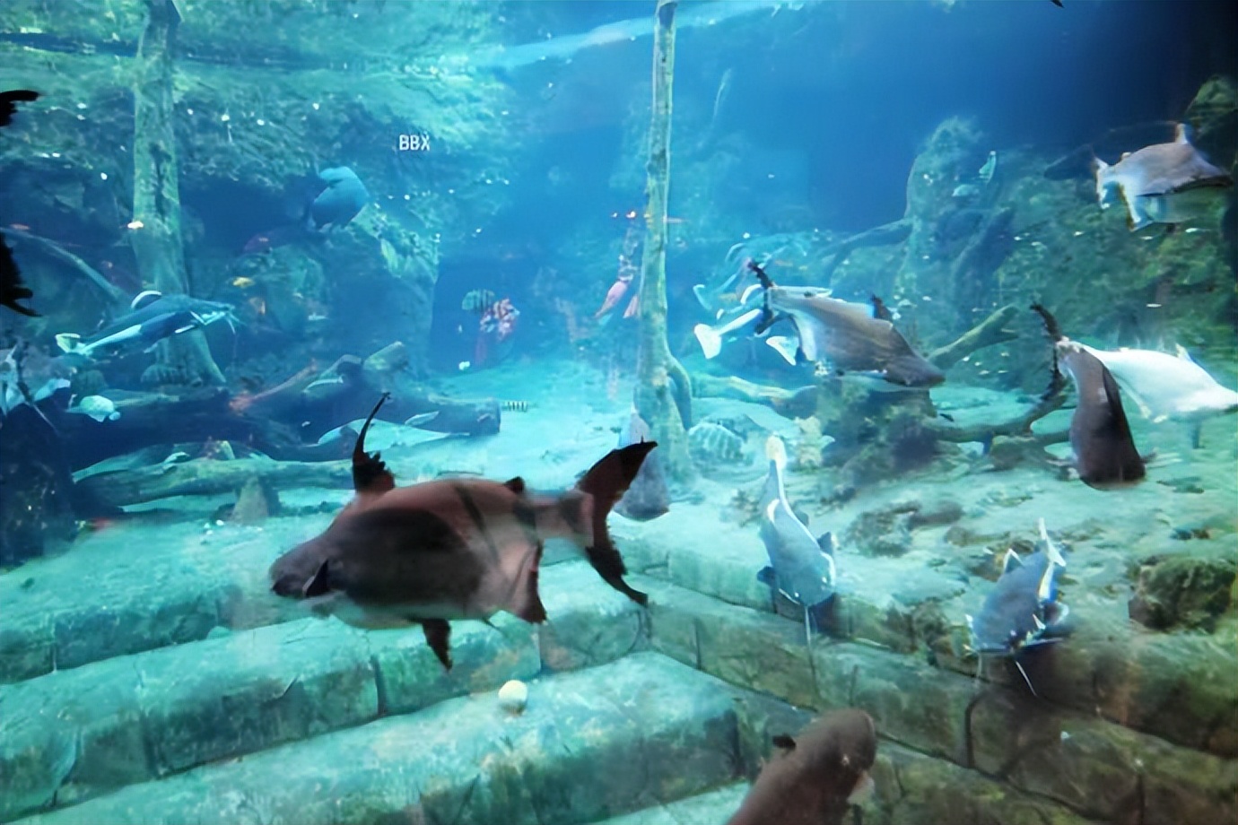 珠海长隆海洋王国水下走廊,世界级海洋乐园珠海长隆海洋王国