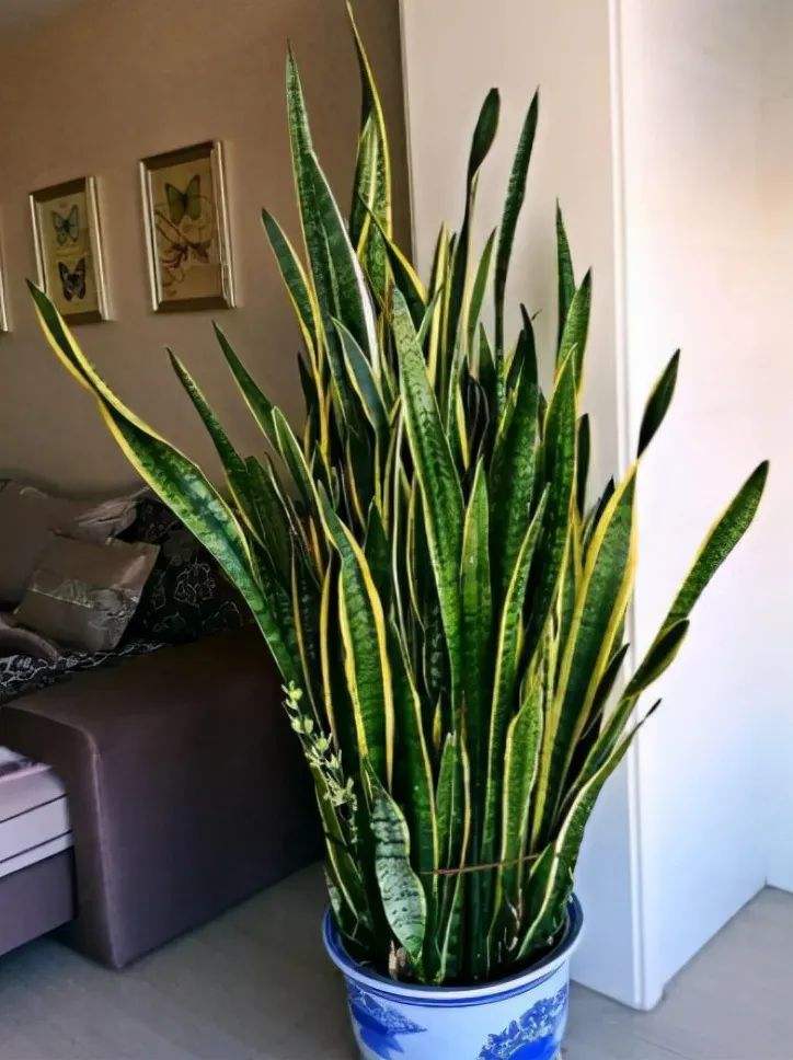 十大养不死的大型花,十大室外最好养活的花高大