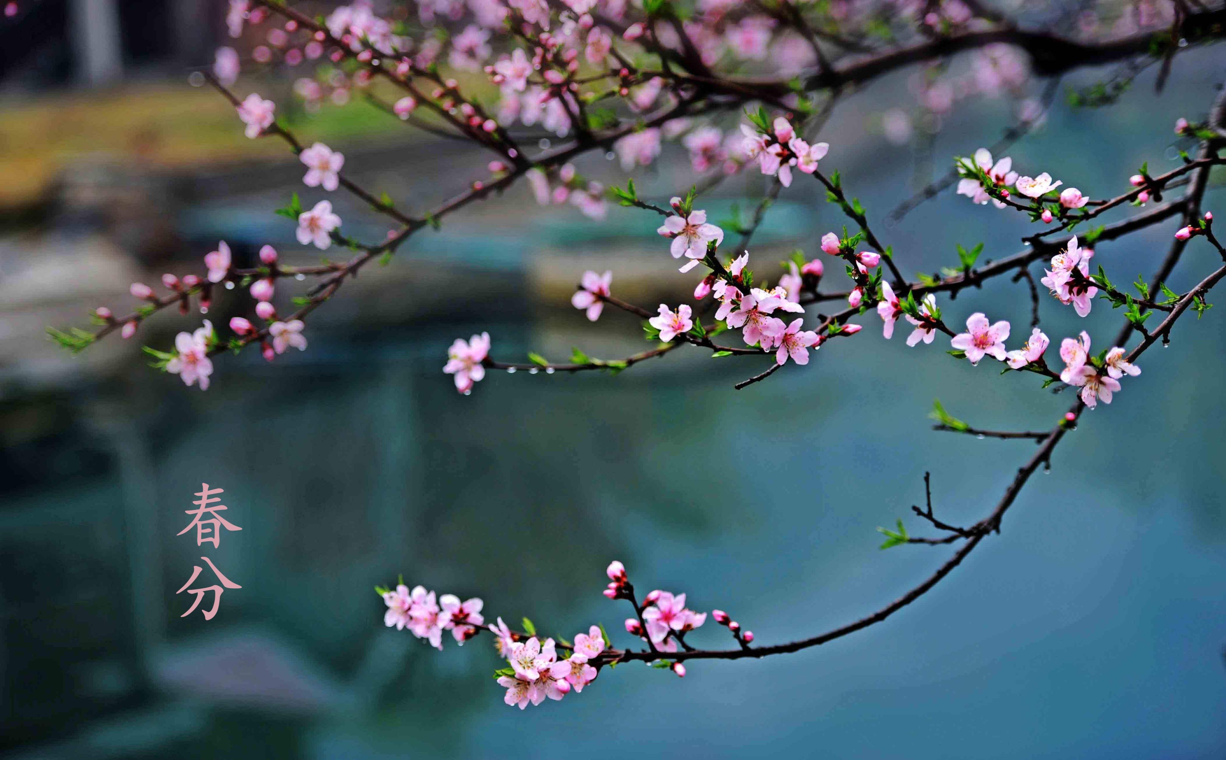 今日春分注意点啥,春分忌日习俗什么时候开始的