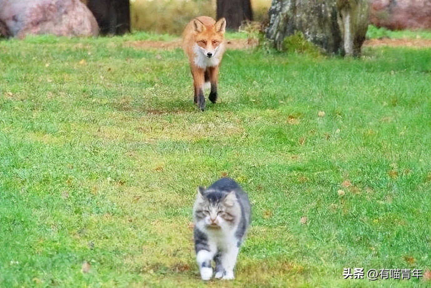 养了只狐狸当宠物,养只狐狸当宠物是什么感受