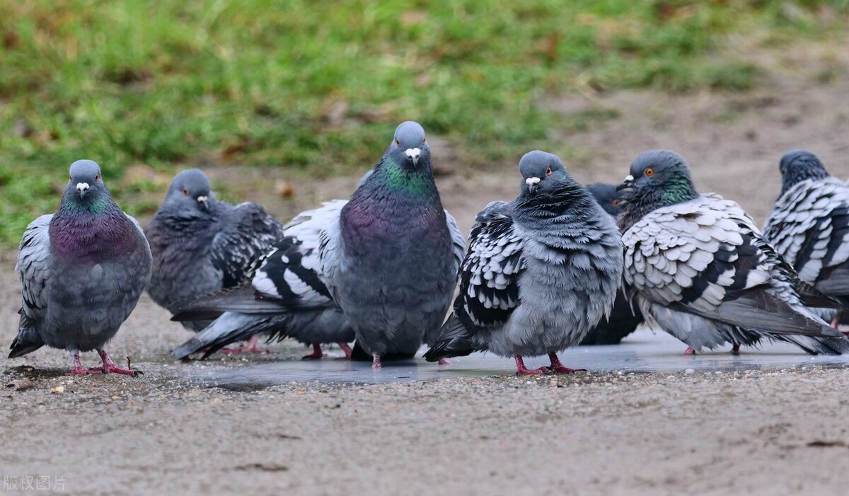 毛滴虫高发的原因你知道吗,治疗毛滴虫用什么软膏