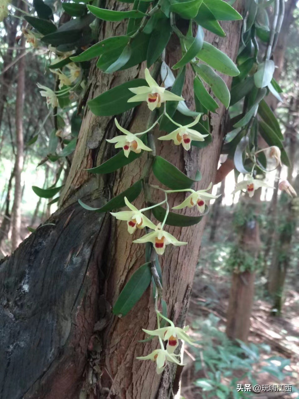 吉安安福红豆杉附生铁皮石斛为例多糖的讨论