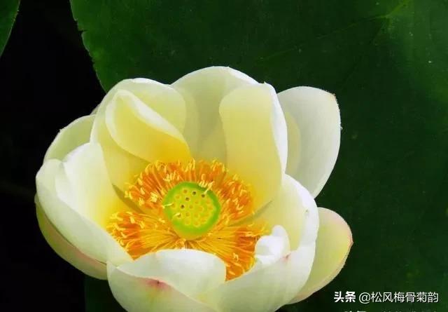 花儿朵朵开，香艳惹人爱，闻香觅花来，弄花香满衣