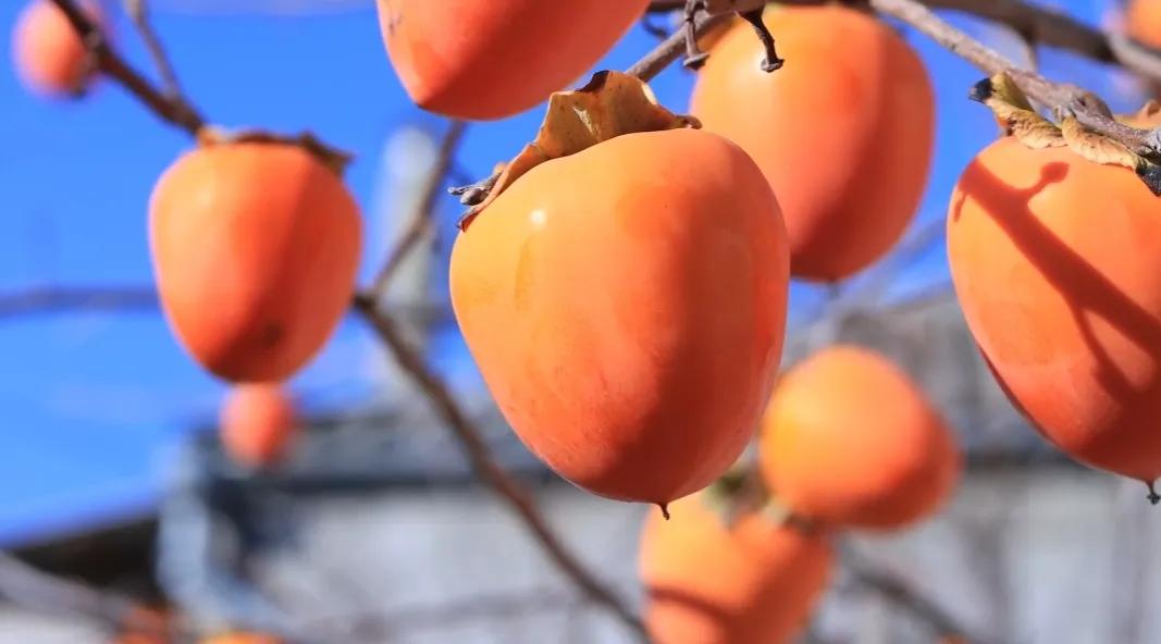 炎热的夏天吃什么水果解暑,夏天即将过季的水果