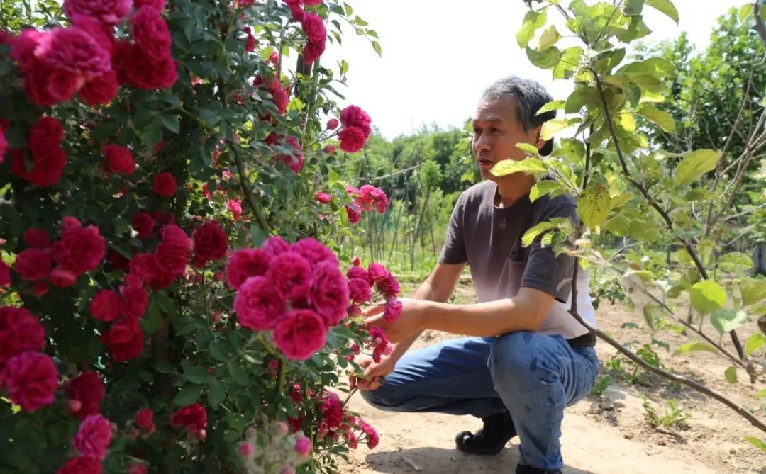 南京租地种菜农场,城市农夫屋顶蔬菜果园