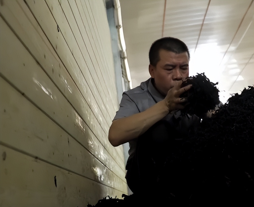 广东老板放弃皮革生意，靠壮阳树年入千万，一张树皮卖上千元