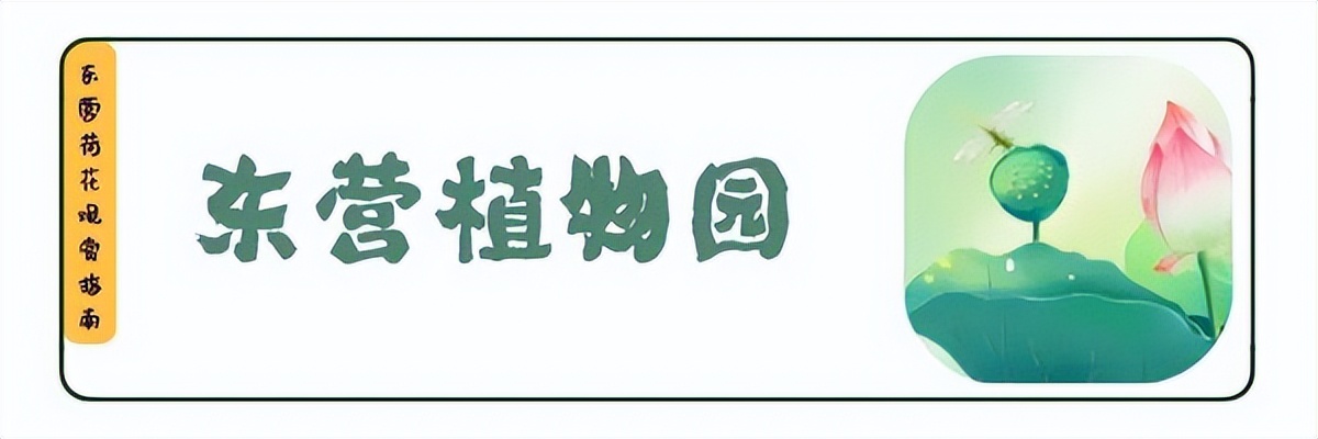 荷你有约环创,荷你有约完整视频