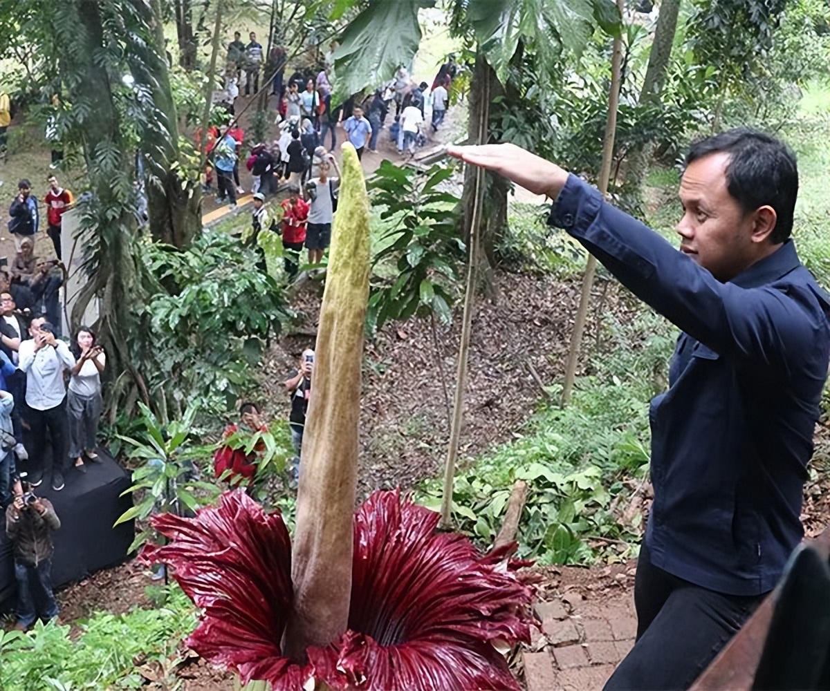 巨魔芋国内开花记录,巨魔芋这么臭为什么还要让它开花