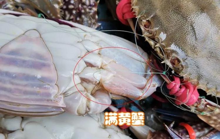 买螃蟹可不能光听卖家的忽悠,买螃蟹为什么不让挑