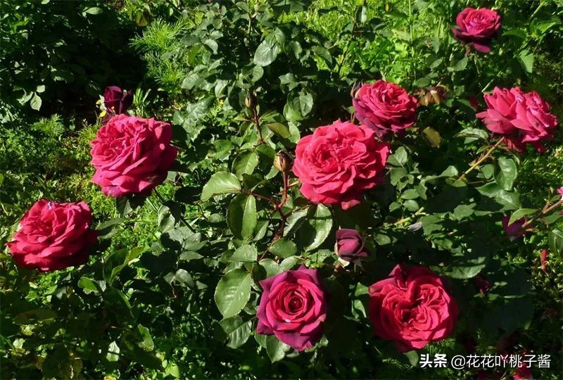 耐阴的月季花品种推荐,抗晒花不散的四季开花月季