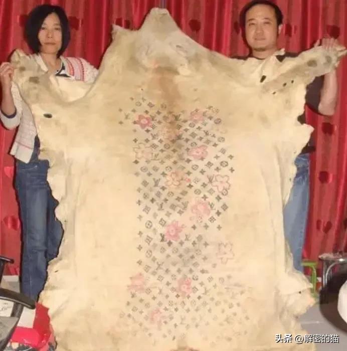 外国小伙给猪纹身,给猪纹身的男人