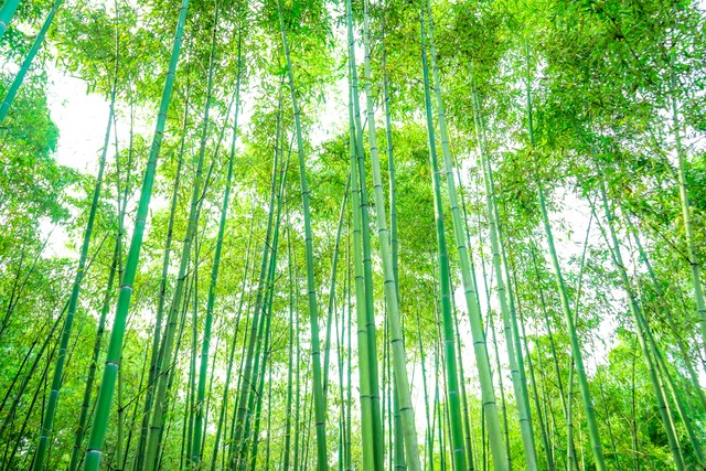 夏天竹子诗句古诗大全,写风吹绿竹的诗词