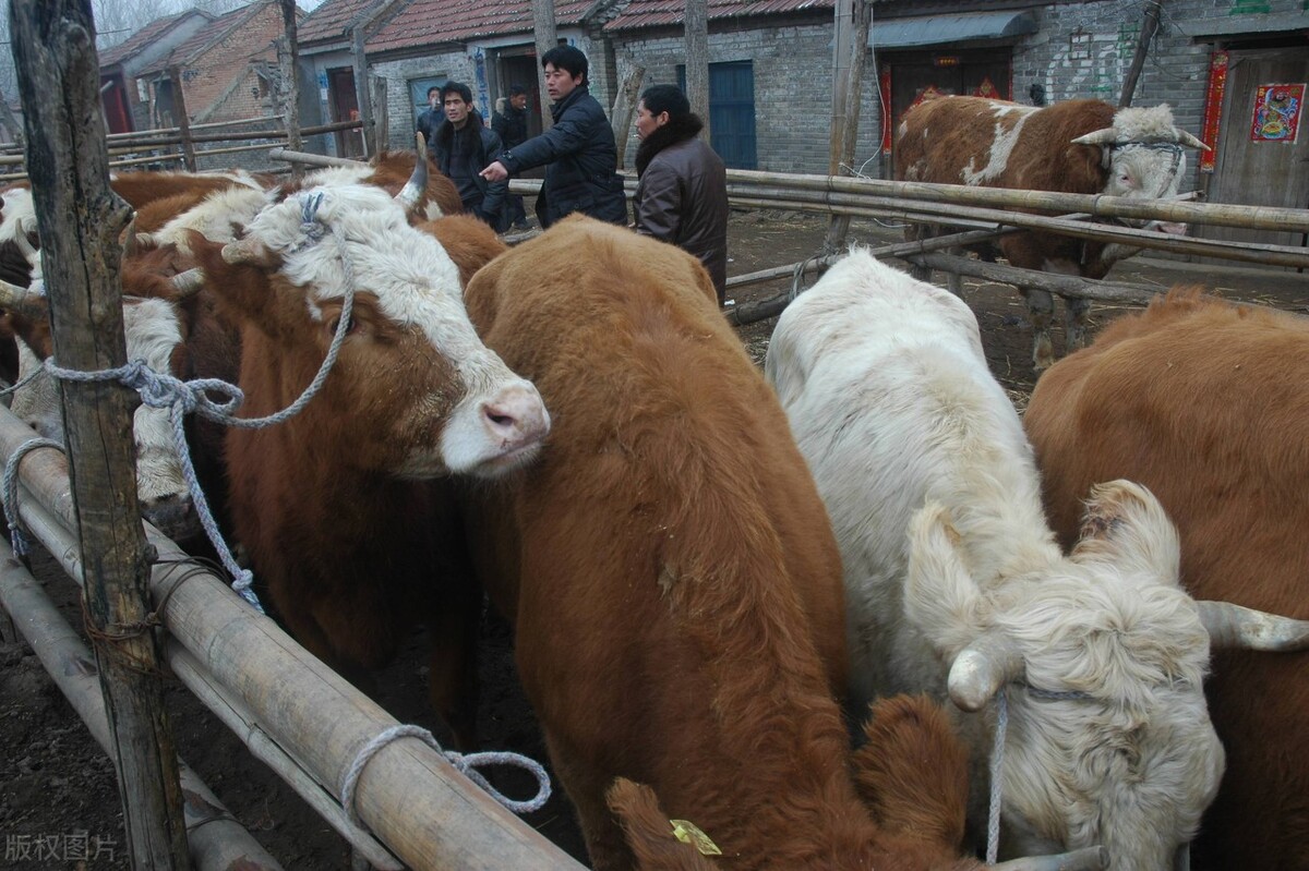 肉牛产业发展政策措施,肉牛十条政策