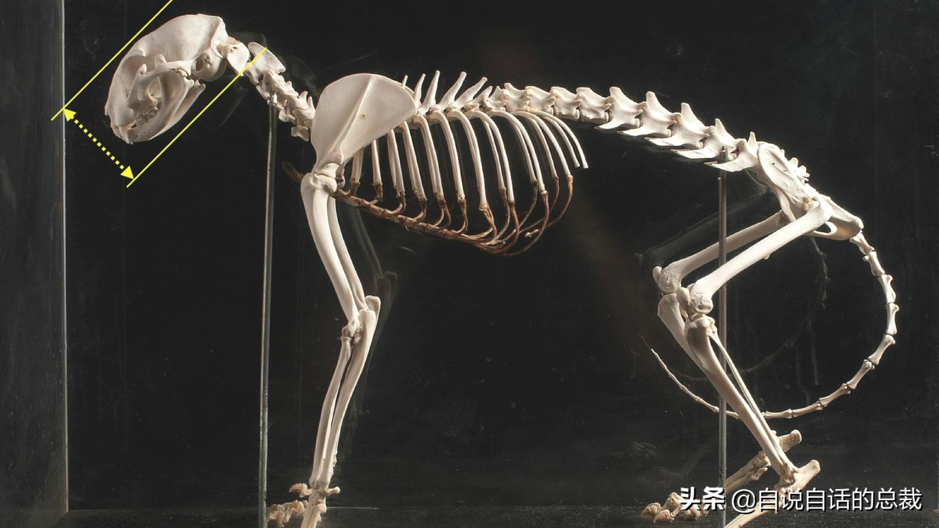 液体猫是真的吗,为什么都说猫咪是液体猫