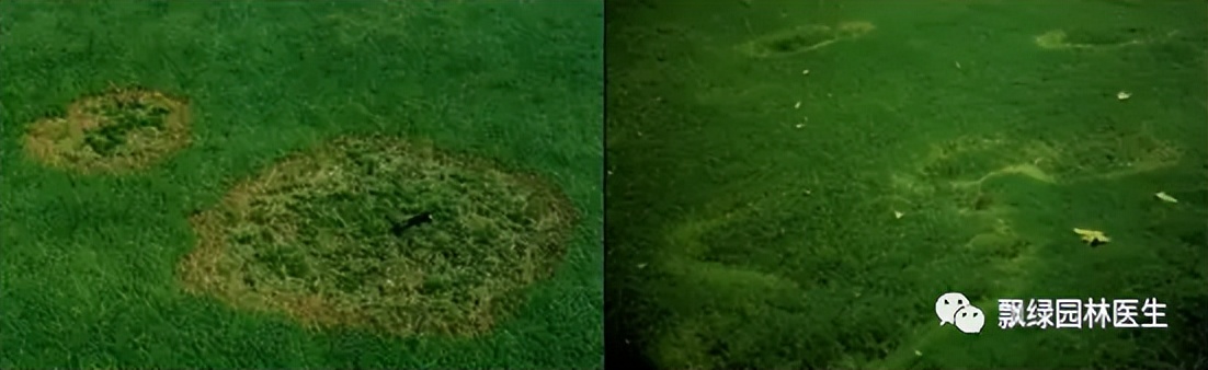 草坪发黄发枯是什么原因,草坪出现枯黄病怎么治理