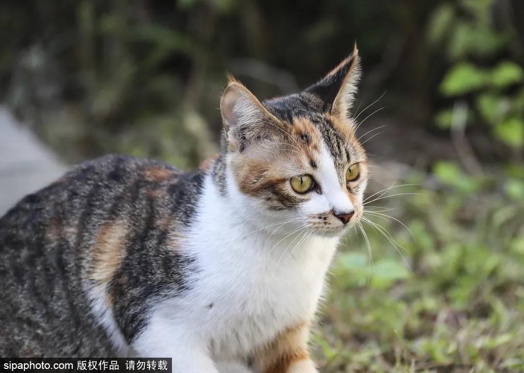 北京故宫的猫为什么叫御猫,故宫最萌的猫是什么猫