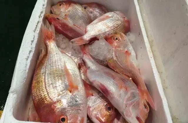 鱼类食材大全名称图片,鱼类菜谱大全100种