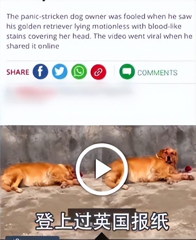 这是一只很有灵性的金毛,这只金毛的笑容已经完美抢镜