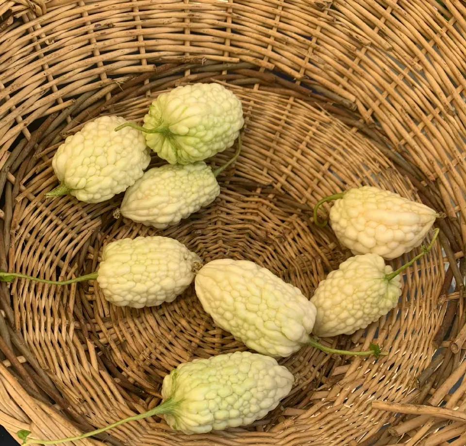 夏天的一口苦瓜，苦得沁人心脾