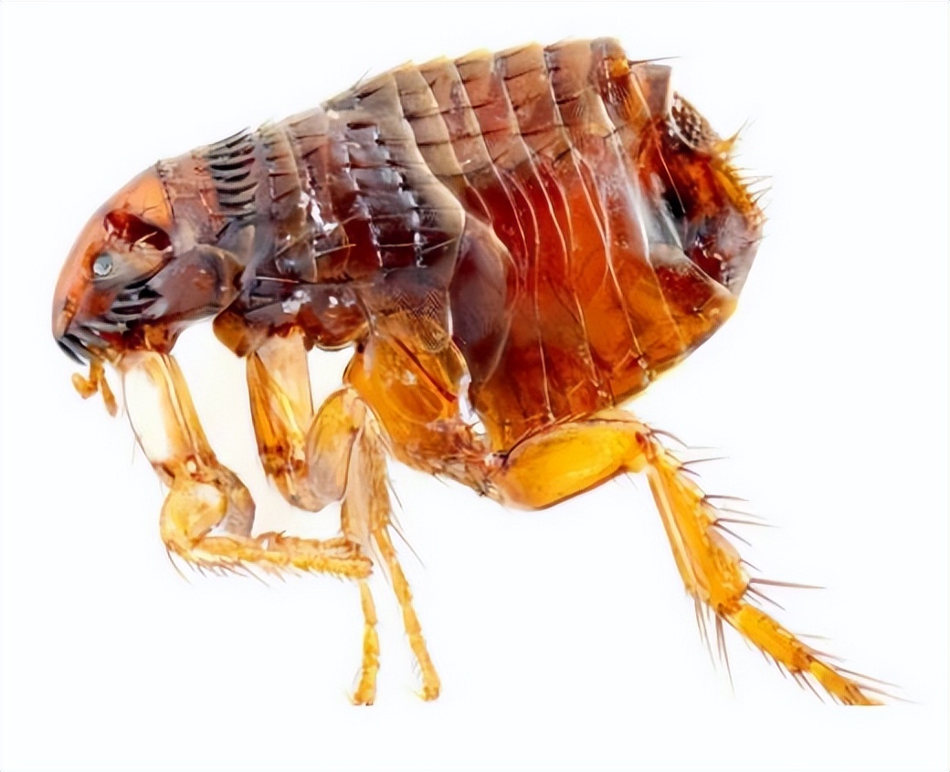 吸血臭虫虫卵,吸血虫臭虫是跳蚤吗