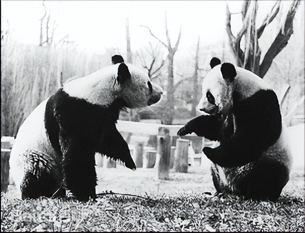 大熊猫假熊猫,山寨熊猫印度