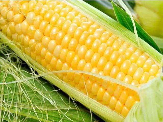 早餐晚餐吃玉米可以减肥吗,早餐吃玉米能增肥吗