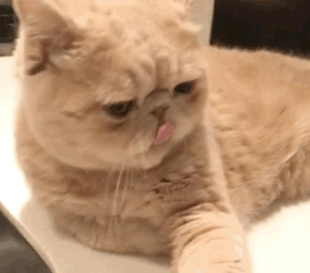 加菲猫最贵的品种,加菲猫为什么不建议购买