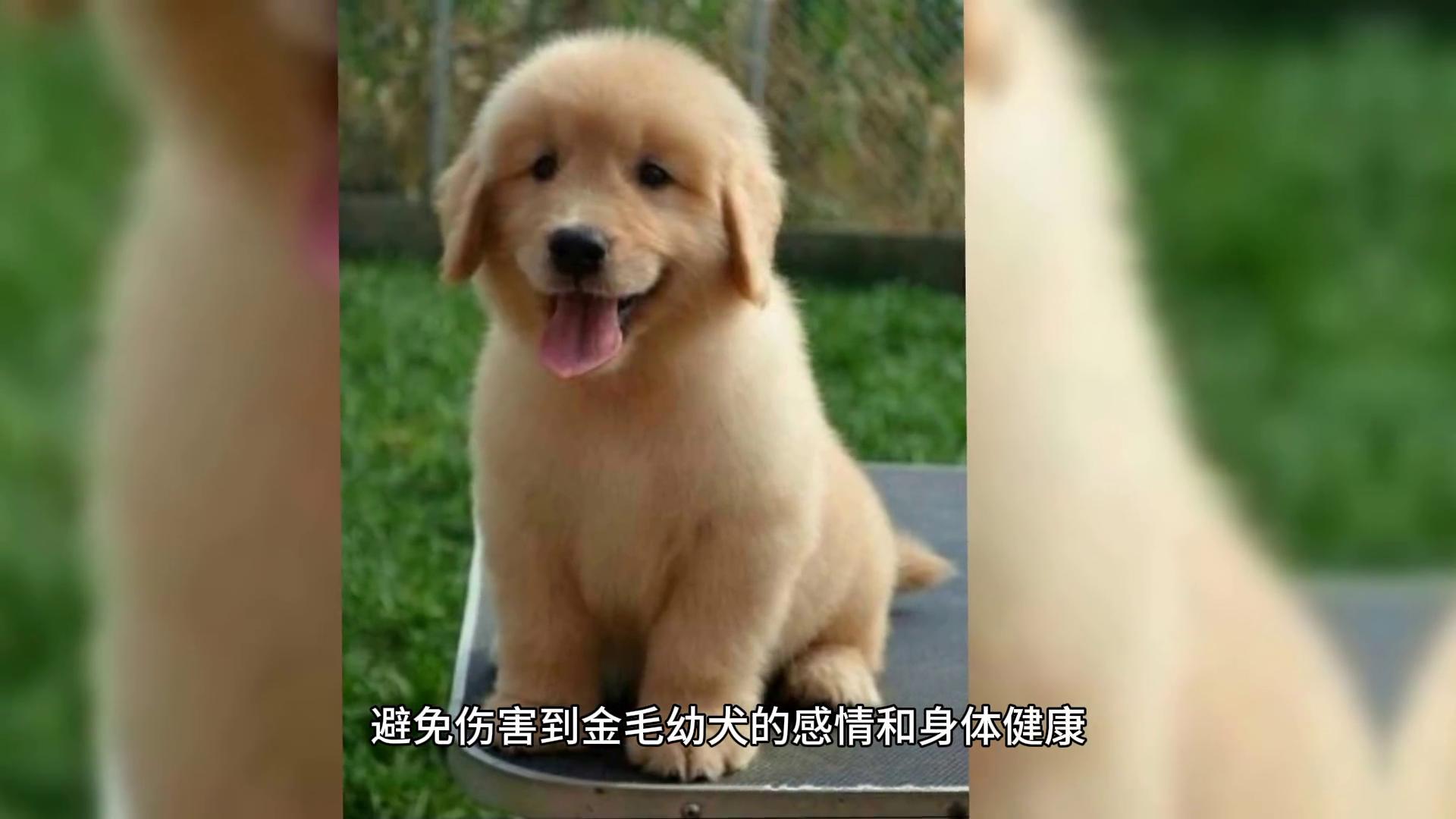 金毛一岁半了还不听话怎么办,狗狗金毛怎么教才会听话