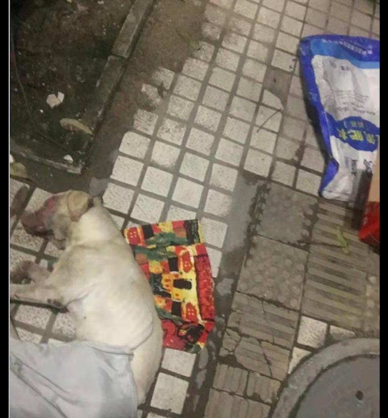 被人遗弃的拉布拉多怎么办,拉布拉多寄养生病被弃养