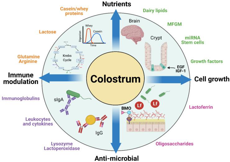 牛初乳对小孩生长发育的作用,牛初乳能促进孩子生长吗