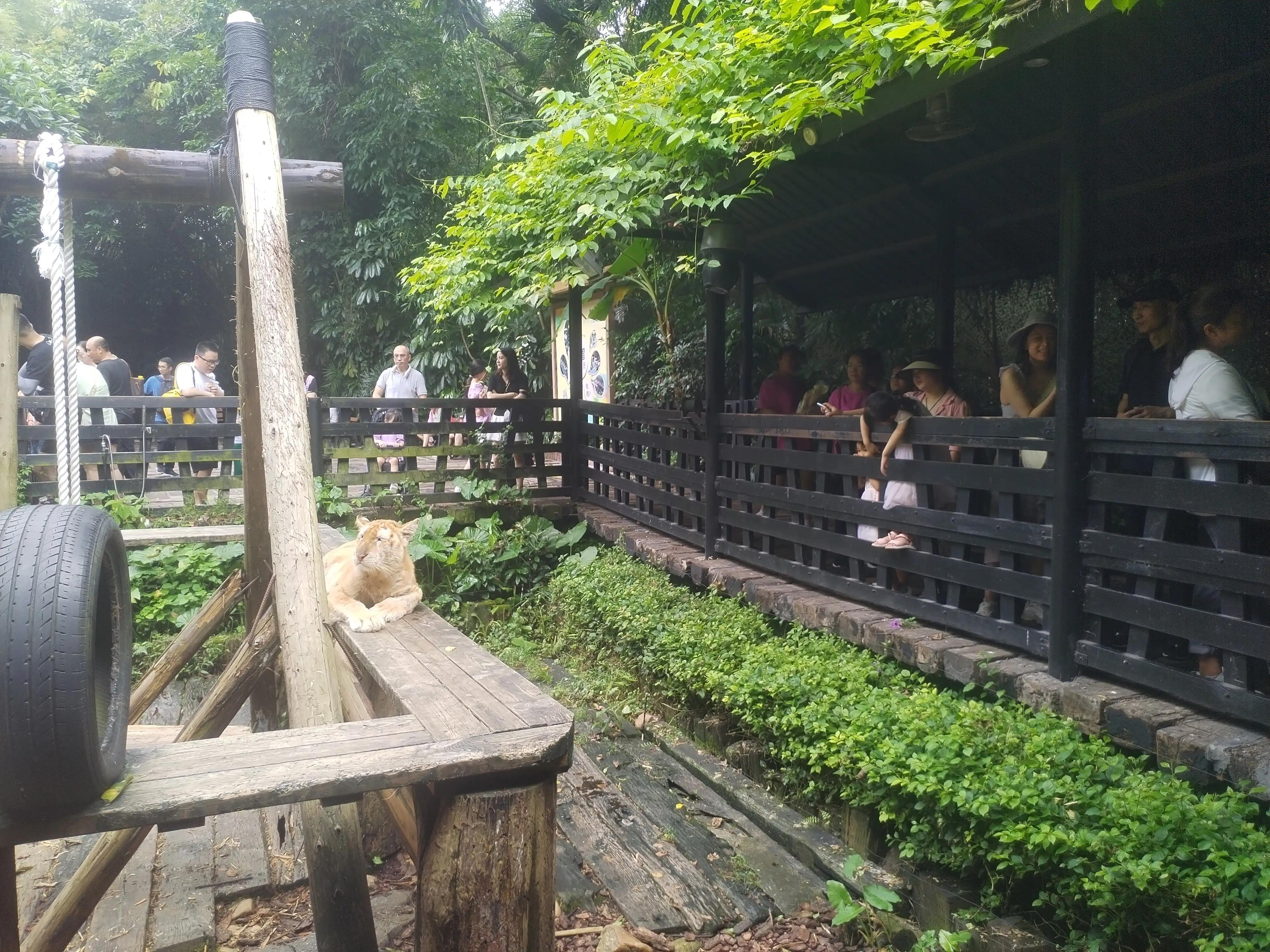 广州长隆野生动物世界景点图片,游广州长隆野生动物世界游记