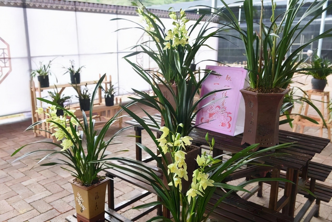 最名贵的十种花卉名称及图片大全,既好养又值钱的花卉