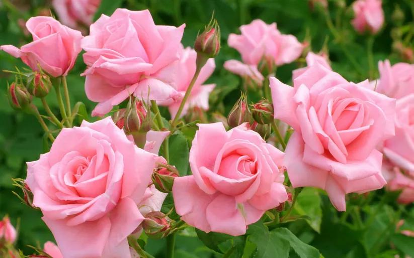 粉玫瑰的花语是永远的爱吗,粉玫瑰代表什么意思花语