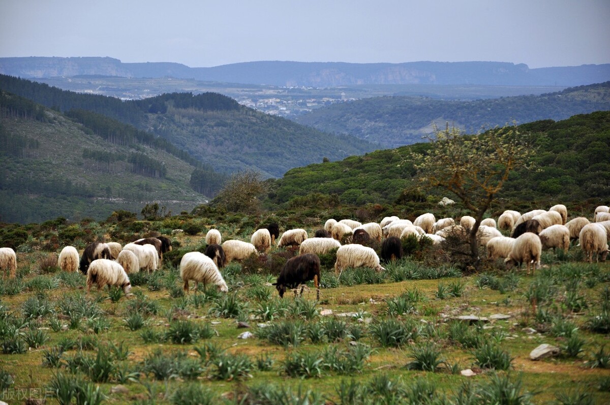 养羊散养户怎样才能把羊养好,新手养羊散养30只羊一年能回本吗