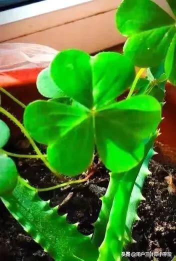 国安越野俱乐部，中国足球的摇篮